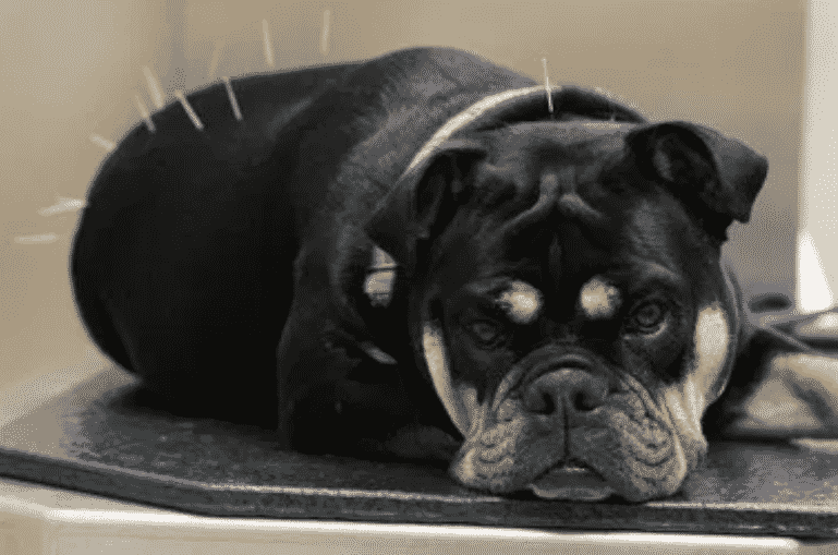 doggie_acupuncture doggie_acupuncture