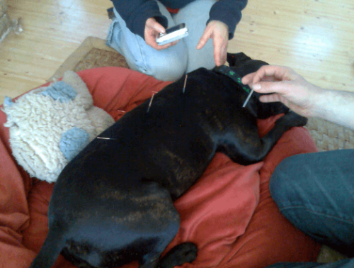 acupuncture dog acupuncture dog
