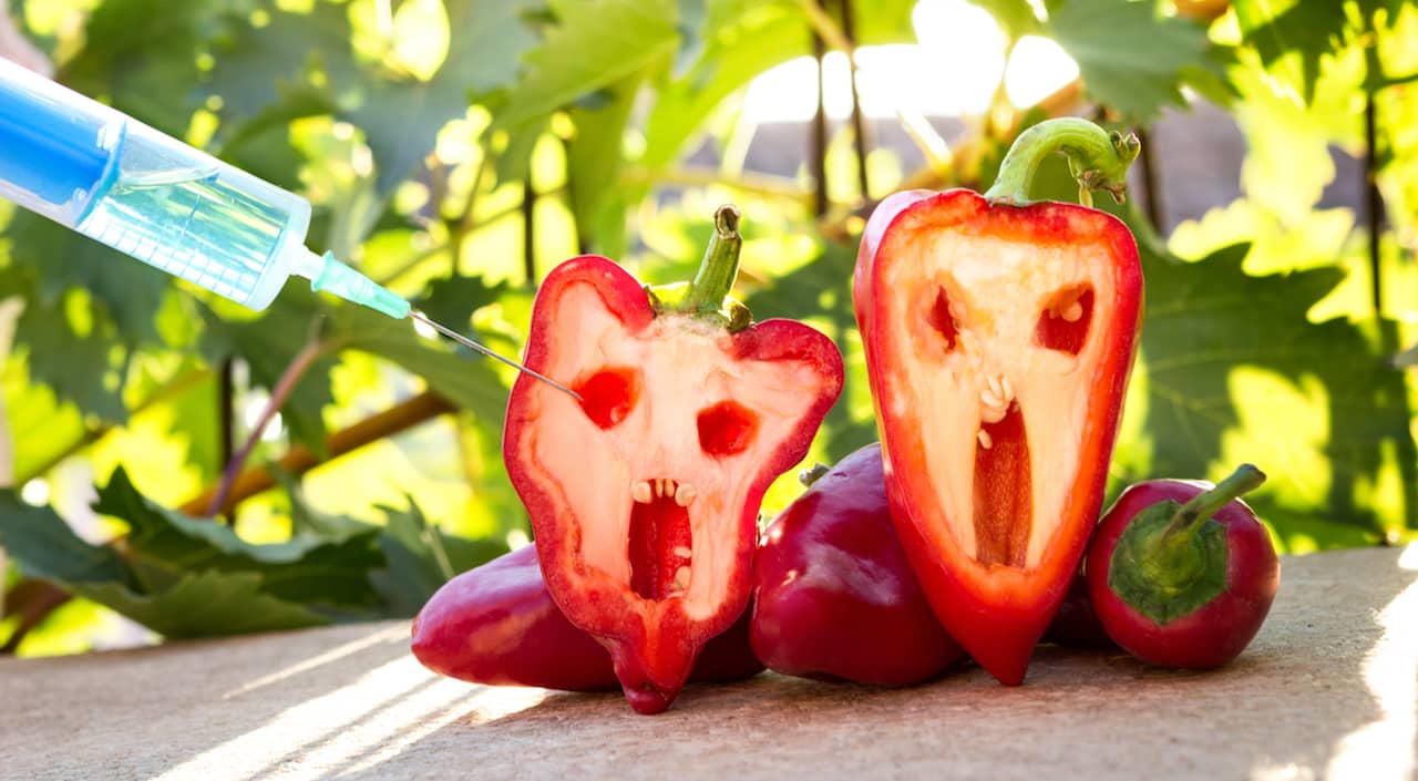 HUMAN GUINEA PIGS & GMO'S 1